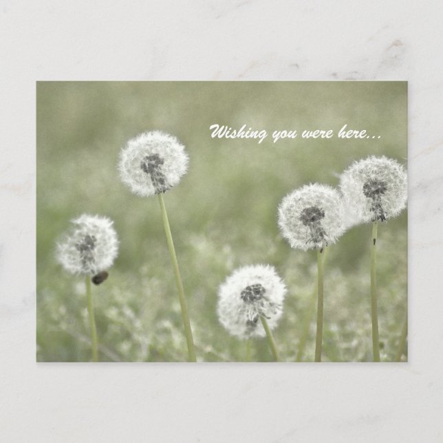 Ich wünschte, Sie wären hier... Postkarte (Vorderseite)
