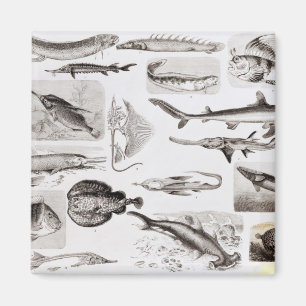 Ichthyologie Elasmobranch, Ganoid Magnet