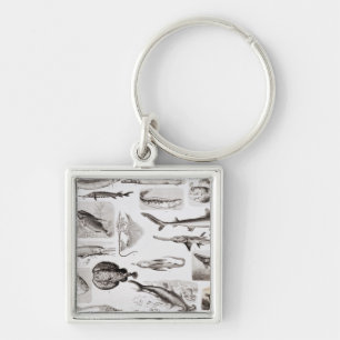 Ichthyologie Elasmobranch, Ganoid Schlüsselanhänger