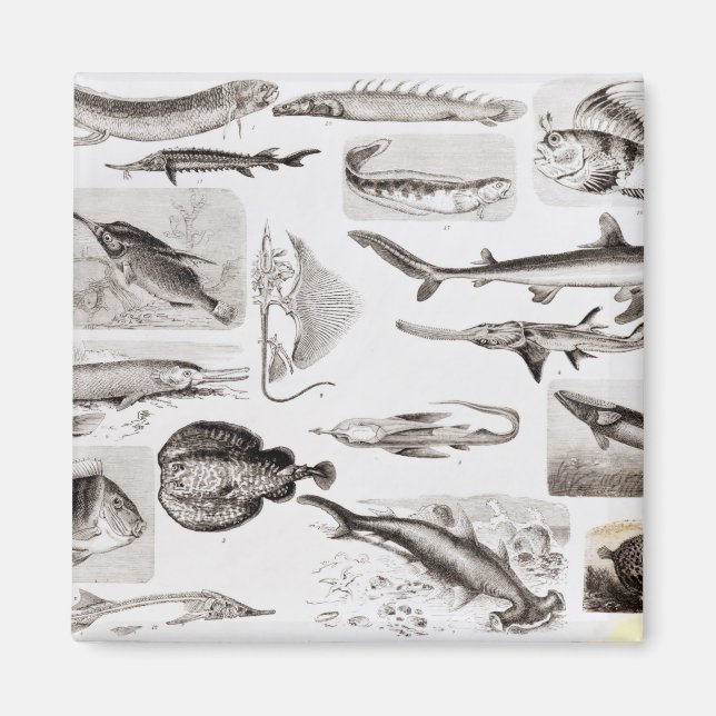 Ichthyologie - Elasmobranchen, Ganoid Magnet (Vorne)