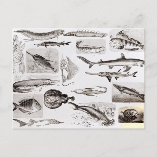 Ichthyologie - Elasmobranchen, Ganoid Postkarte (Vorderseite)