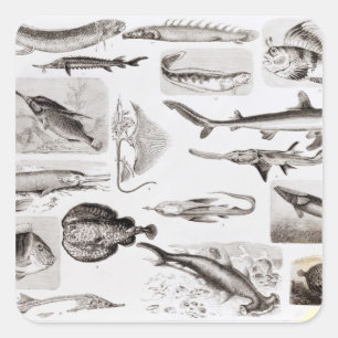 Ichthyologie - Elasmobranchen, Ganoid Quadratischer Aufkleber