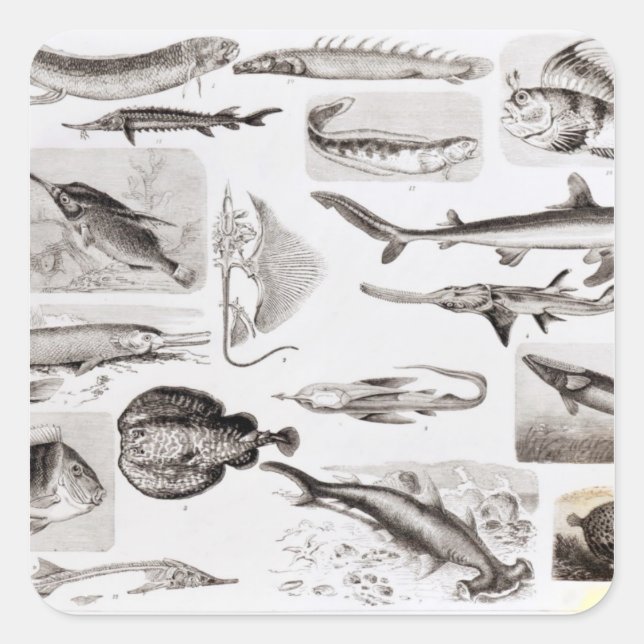 Ichthyologie - Elasmobranchen, Ganoid Quadratischer Aufkleber (Vorderseite)