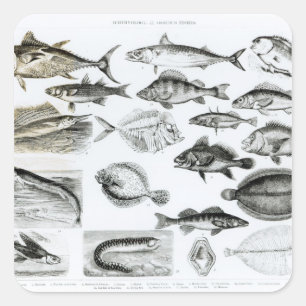 Ichthyologie Osseous Fish Quadratischer Aufkleber