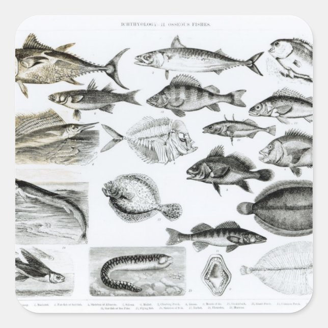 Ichthyologie Osseous Fish Quadratischer Aufkleber (Vorderseite)