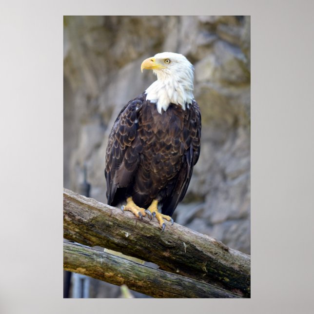 Iconic American Bald Eagle Poster (Vorne)