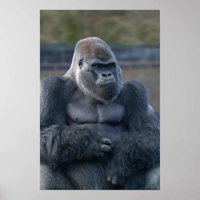 Iconic Silverback Oumbi Poster (Vorne)
