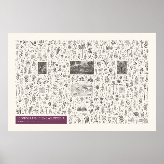 Iconographie - Botanik Poster (Vorne)
