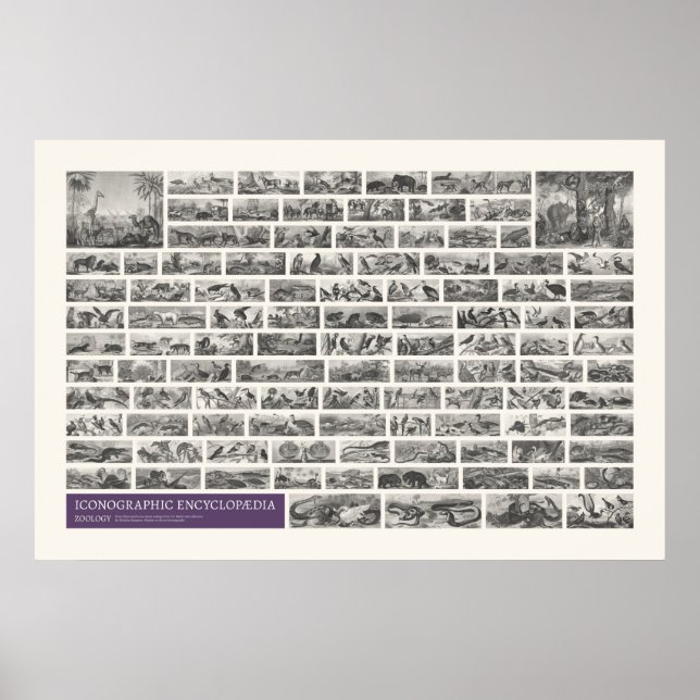 Iconographie - Zoologische Szenen Poster (Vorne)