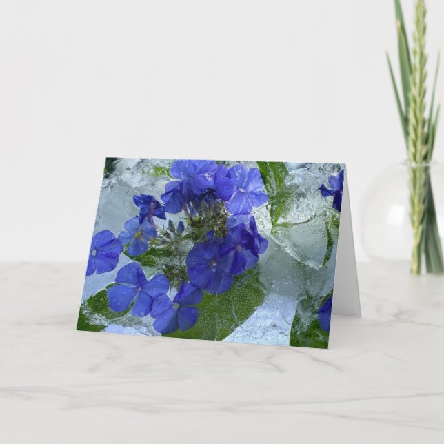 Icted Phlox, Karte (Vorderseite)