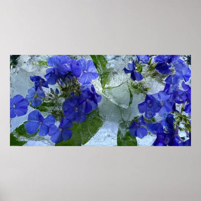 Icted Phlox, Poster (Vorne)