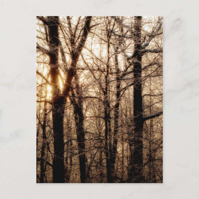 Icy Braches bei Sunset Postkarte (Vorderseite)