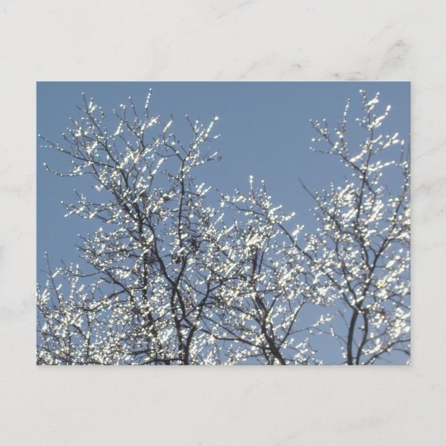 Icy Branches in Winter Blue Sky Postkarte (Vorderseite)