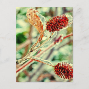 Icy Postkarte