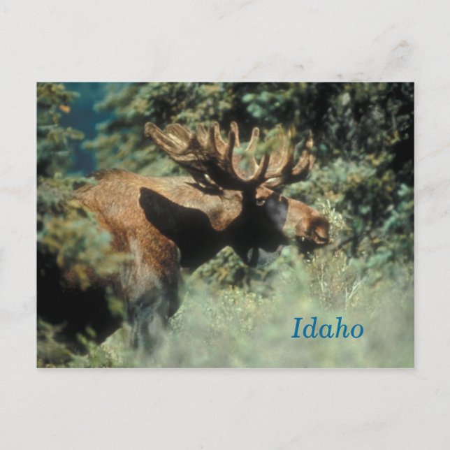 Idaho-Bulle-Elch-Postkarte Postkarte (Vorderseite)