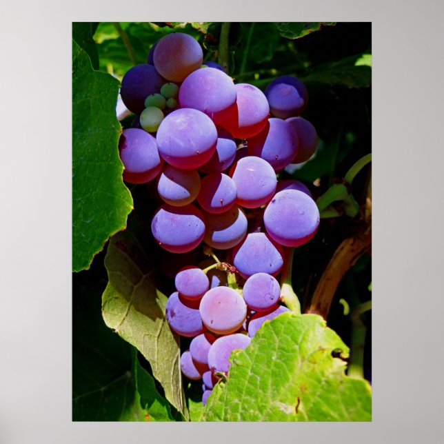 Idaho Concord Grapes Poster (Vorne)