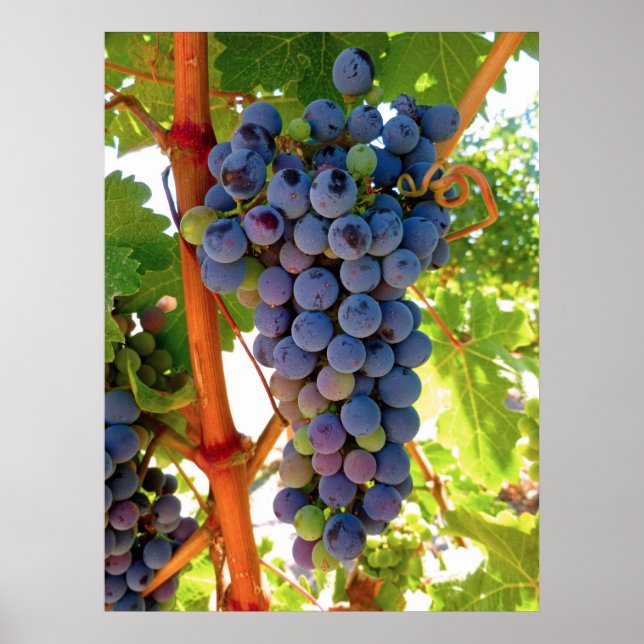 Idaho Concord Grapes Poster (Vorne)
