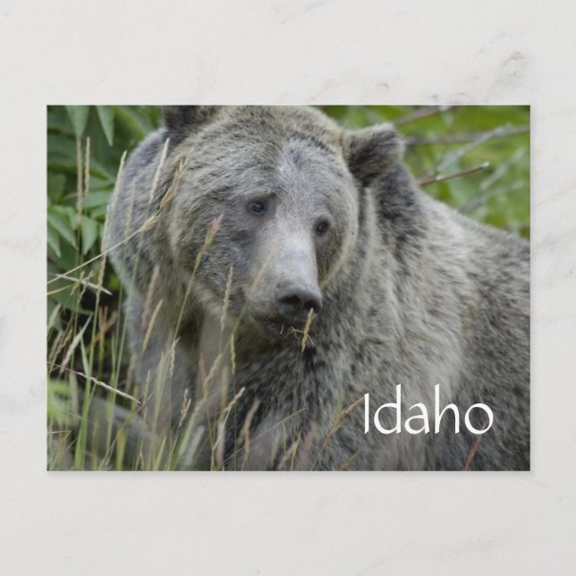 Idaho Grizzlybär Postkarte (Vorderseite)