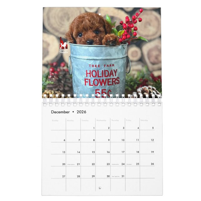 Idaho Jewels Poodles | 2026 Calendar Kalender (Dez 2026)