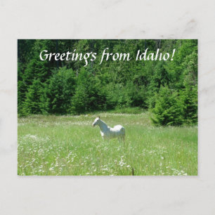 Idaho Meadow - Postcard Postkarte