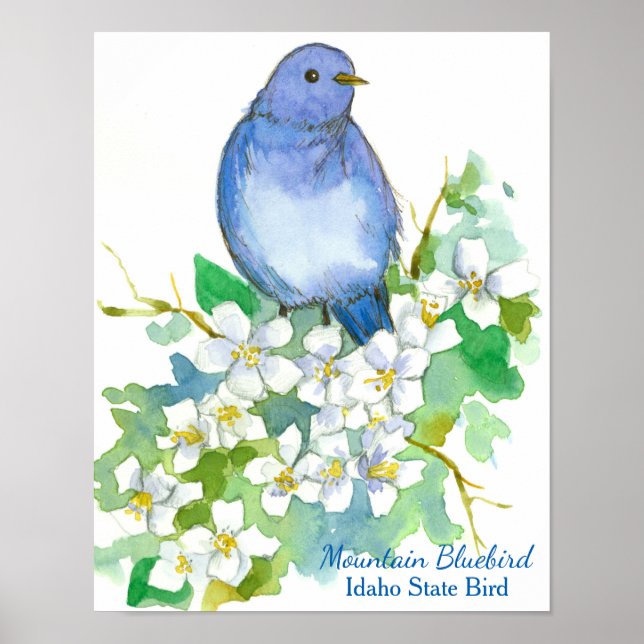 Idaho Staat Bird Mountain Bluebird Poster (Vorne)