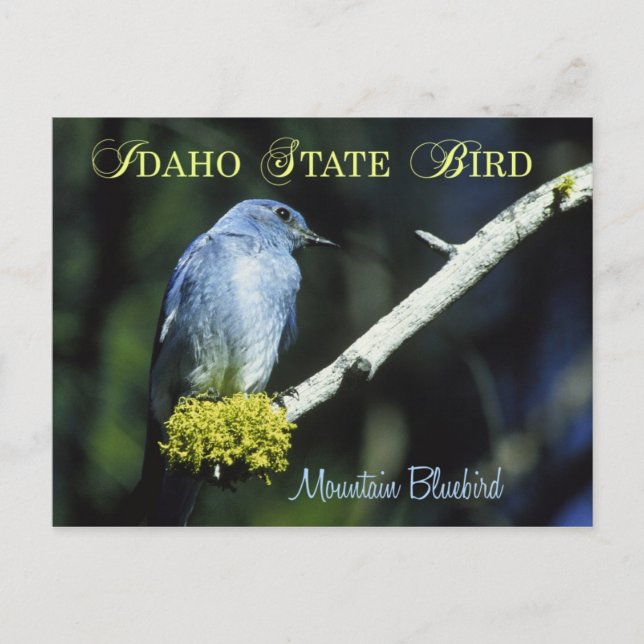 Idaho Staat Bird - Mountain Bluebird Postkarte (Vorderseite)