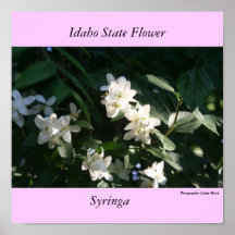 Idaho Staat Blume, die Syringa