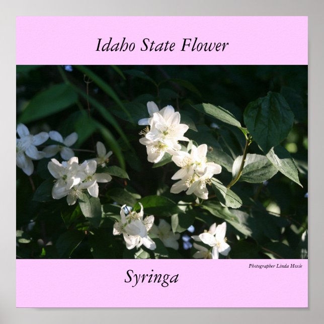 Idaho Staat Blume, die Syringa Poster (Vorne)