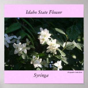 Idaho-Staats-Blume, der Syringa Poster