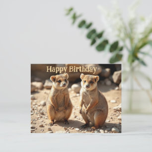Identical Brothers: Australian Quokka Twins, Postkarte