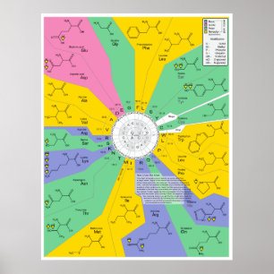 Identifizierungsdiagramm für Aminosäuren und chemi Poster