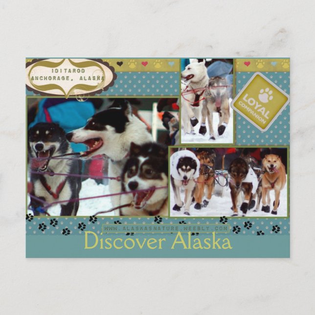 Iditarod Loyal Postkarte (Vorderseite)