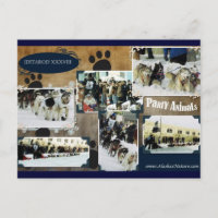 Iditarod Postcard