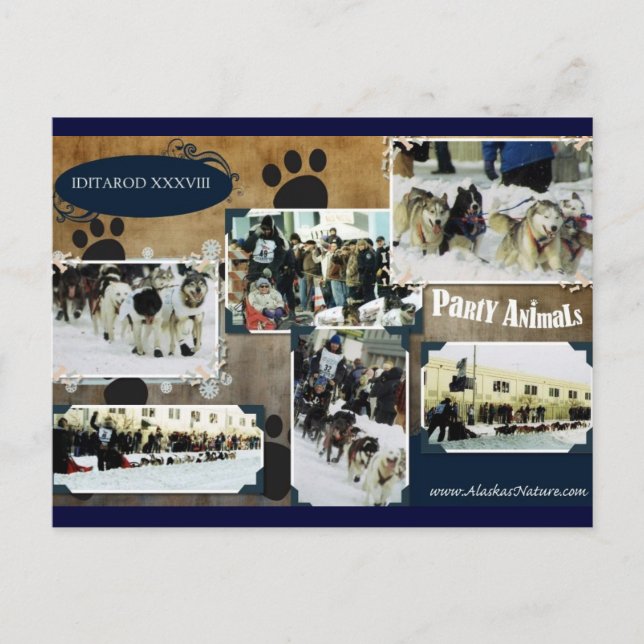 Iditarod Postcard Postkarte (Vorderseite)