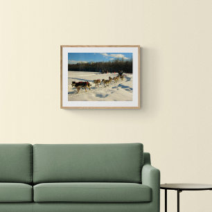 Iditarod Trail Schlittenhunde Poster