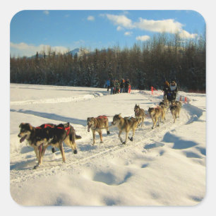 Iditarod Trail Schlittenhunde Quadratischer Aufkleber