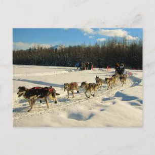 Iditarod Trail Schlittenhunderennen Postkarte