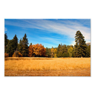 Idyllwild - Kiefernwald Fotodruck