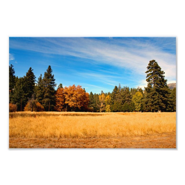 Idyllwild - Kiefernwald Fotodruck (Vorne)
