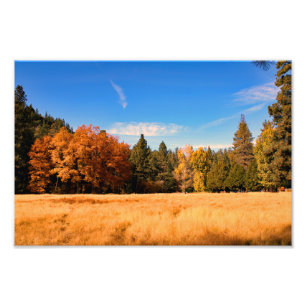 Idyllwild - Kiefernwald Fotodruck