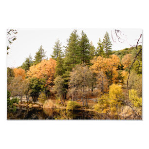 Idyllwild - Kiefernwald Fotodruck