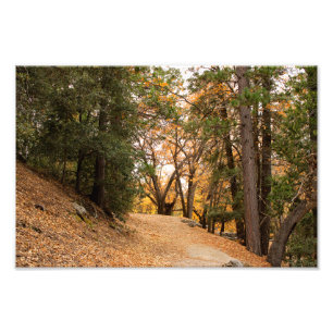Idyllwild - Kiefernwald Fotodruck