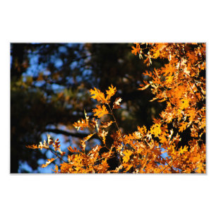 Idyllwild - Kiefernwald Fotodruck