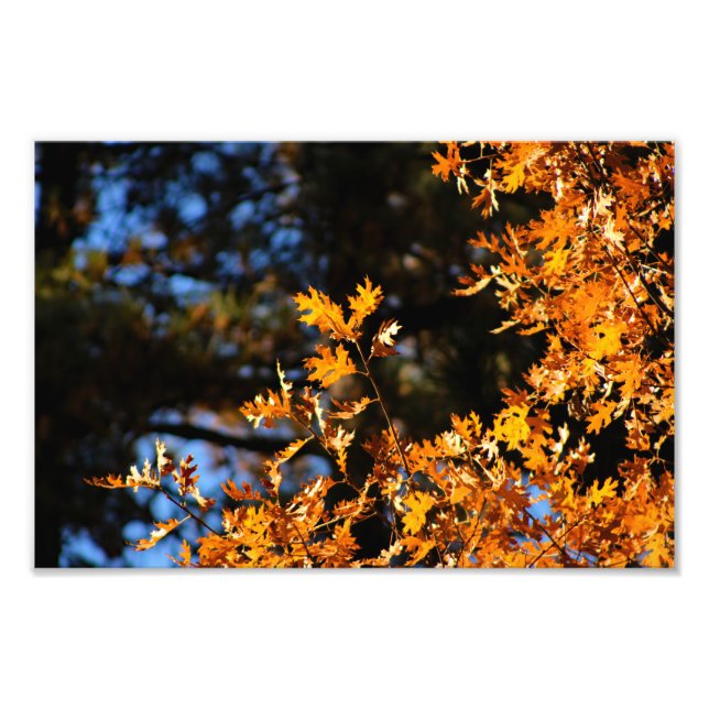 Idyllwild - Kiefernwald Fotodruck (Vorne)