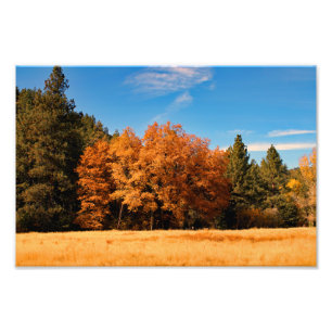 Idyllwild - Kiefernwald Fotodruck