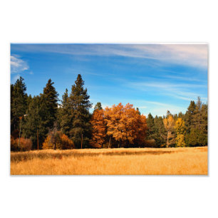 Idyllwild - Kiefernwald Fotodruck