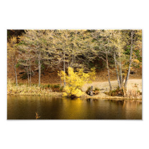 Idyllwild - Kiefernwald Fotodruck