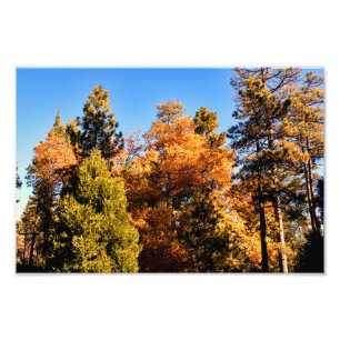 Idyllwild - Kiefernwald Fotodruck