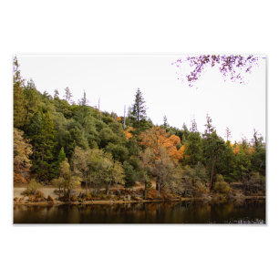 Idyllwild Pine - Cove Fotodruck