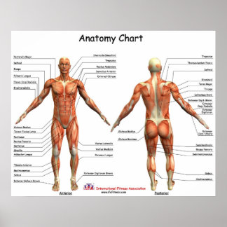 IFA-Anatomie-Diagramm Poster